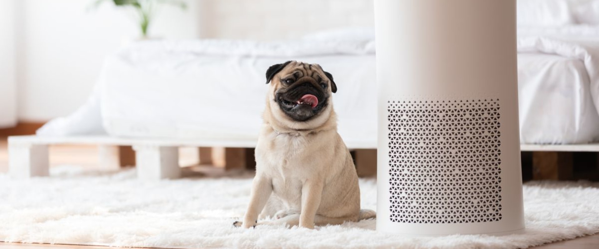 The Ultimate Guide to Choosing Between Ionizers and UV Air Purifiers